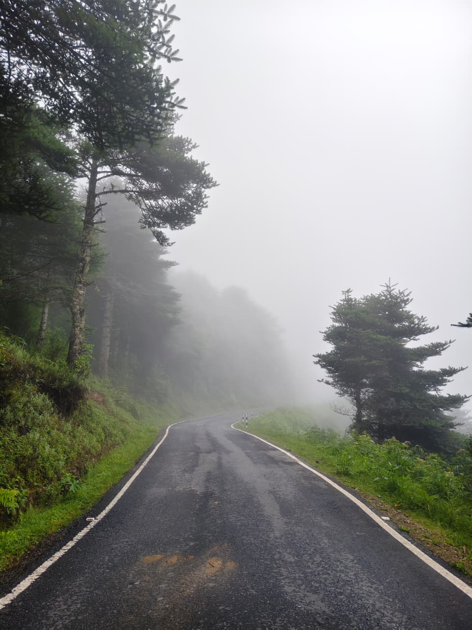 Narrow paved mountain road curving through misty conifer forest on the way to Sela Pass